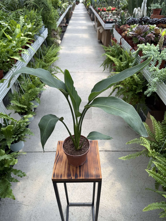 STRELITZIA REGINAE P12