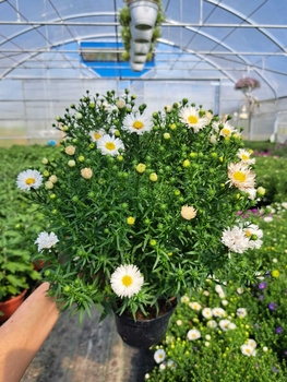 ASTER NOWOBELGIJSKI MAGIC WHITE P13 - BIAŁY