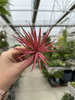 TILLANDSIA IONANTHA