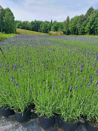 LAWENDA WĄSKOLISTNA HIDCOTE BLUE
