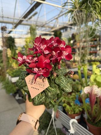 CYCLAMEN CZERWONY P10