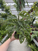 MONSTERA ADANSONII P11