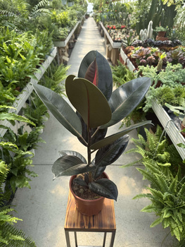 FICUS ELASTICA P17