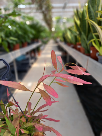 RHIPSALIS RED CORAL P14