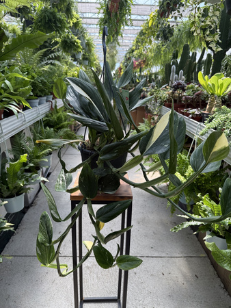 PHILODENDRON COBRA P19