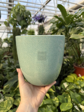 OSŁONKA PACIFIC MIĘTA P16