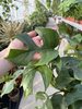 MONSTERA MINIMA P15