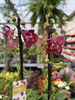 PHALENOPSIS LIMITED 03 P12
