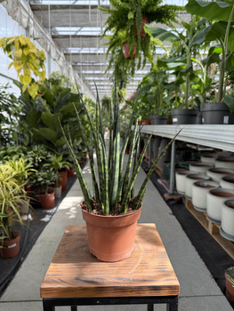 SANSEVIERIA FERNWOOD MIKADO P12