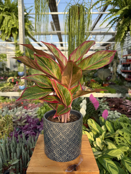 AGLAONEMA JUNGLE LAVA P12