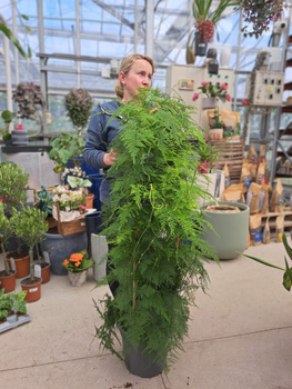 ASPARAGUS SETACEUS P27