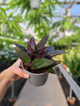 TRZYKROTKA PURPUROWA P9