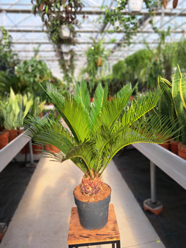 CYCAS P17