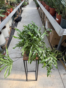 PAPROĆ MICROSORUM DIVERSIFOLIUM P17