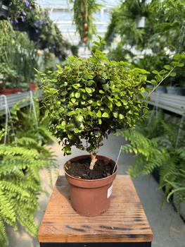 MYRSINE AFRICANA - MIRT BONSAI P12