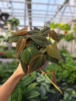 PHILODENDRON SCANDENS MICANS P12