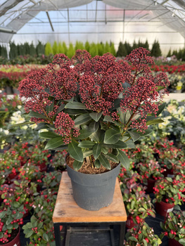 SKIMMIA RUBELLA P17