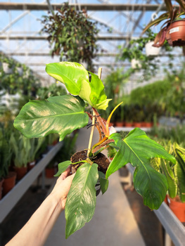 PHILODENDRON SQUAMIFERUM P14