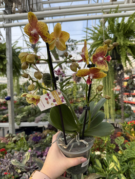 PHALENOPSIS LIMITED 10 P12