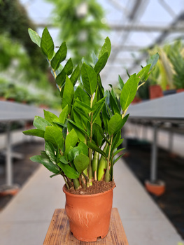 ZAMIOCULCAS ZAMIFOLIA P14
