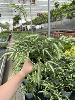 PAPROĆ PTERIS ALBOLINEATA P13