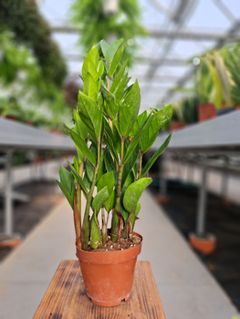 ZAMIOCULCAS ZAMIFOLIA P12