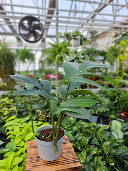 PHILODENDRON DRAGON TAIL P12