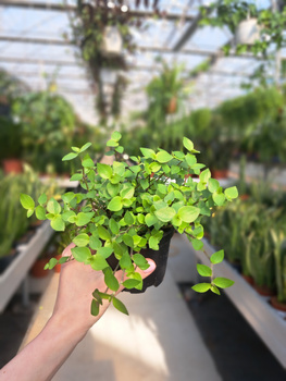 TRZYKROTKA CALLISIO P9