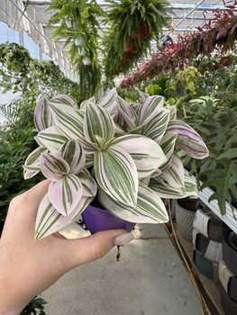 TRZYKROTKA UNICORN P7