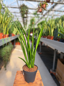 SANSEVIERIA KIRKI FRIENDS P12