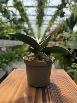 SANSEVIERIA SAMURAI P9