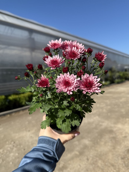 CHRYZANTEMA DROBNOKIATOWA RÓŻOWA MINI P11