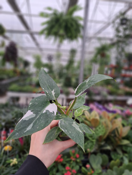 PHILODENDRON WHITE PRINCESS P6