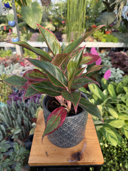 AGLAONEMA CRETE P12