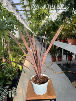 CORDYLINA RED STAR P13