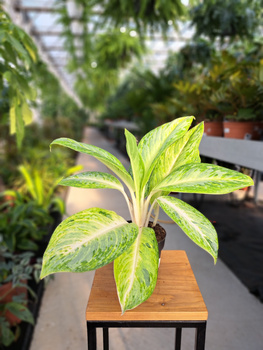 AGLAONEMA CITRONELLE P12