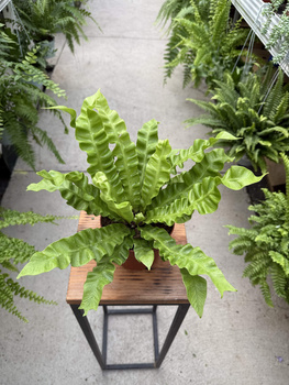 PAPROĆ ASPLENIUM CRISPY WAVE P12.