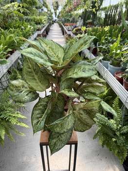 AGLAONEMA CORN SILK P19