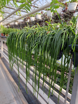 LEPISMIUM BOLIVIANUM P11