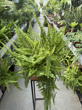 PAPROĆ DUŻA CORDITAS P20