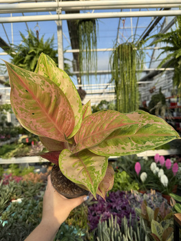 AGLAONEMA PASTELLA P12