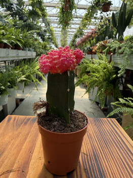 GYMNOCALCIUM MIHANOVICHII PINK P5,5