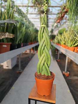 SANSEVERIA CYLINDRICA TWISTER P17