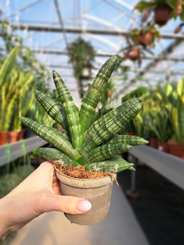 SANSEVIERIA BONCELLENSIS P9