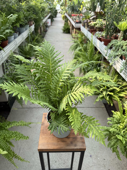 PAPROĆ BLECHNUM SILVER LADY P13