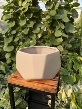 OSŁONKA DIAMENT MISA BEŻOWA