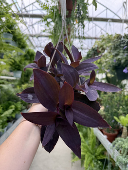 TRZYKROTKA PURPUROWA P16