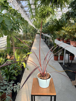 CORDYLINA FESTIVAL BURGUNDY P13