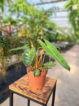 PHILODENDRON BILLIETIAE P12