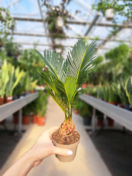 CYCAS P9